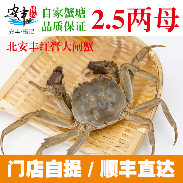 安丰·杨记　2.5两母