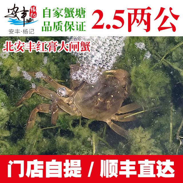 安丰·杨记　2.5两公