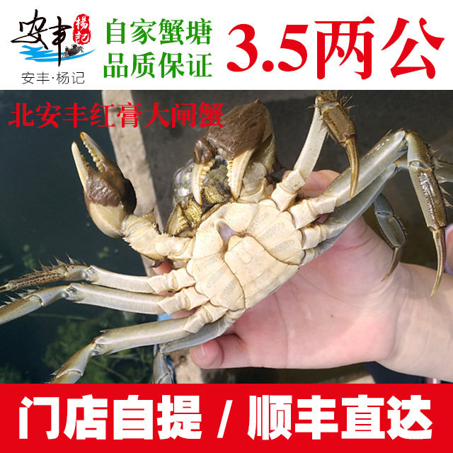 安丰·杨记　3.5两公