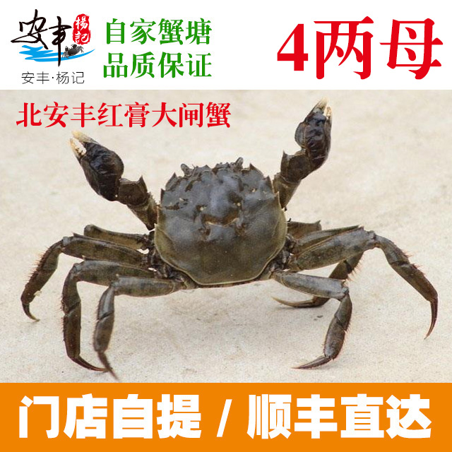 安丰·杨记　4两母