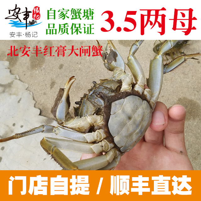 安丰·杨记　3.5两母